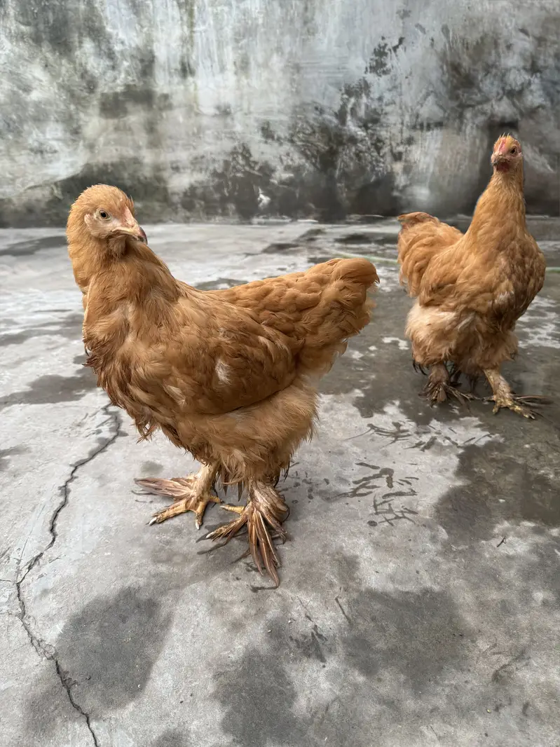 Breed:Golden buff for sale — photo 3