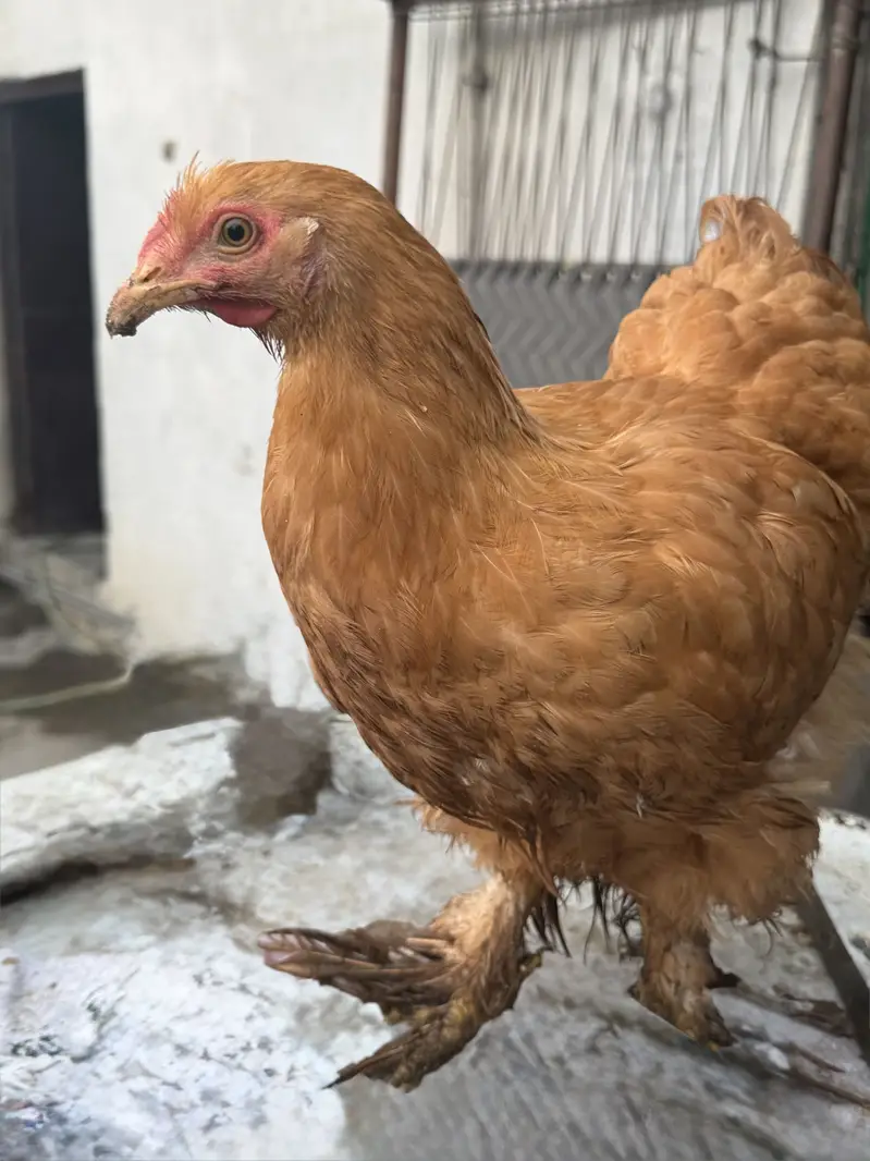 Breed:Golden buff for sale — photo 4