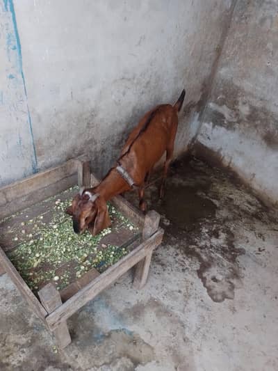 Nagri Dondi Bakri