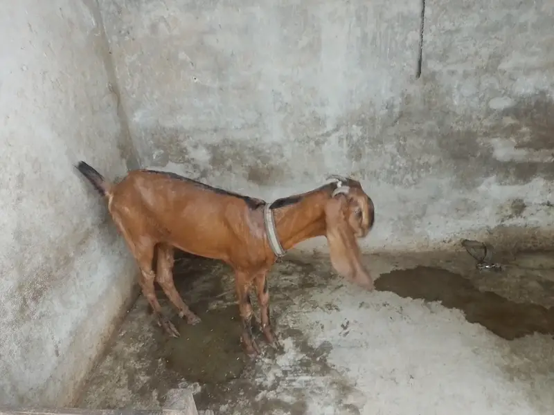 Nagri Dondi Bakri — photo 2