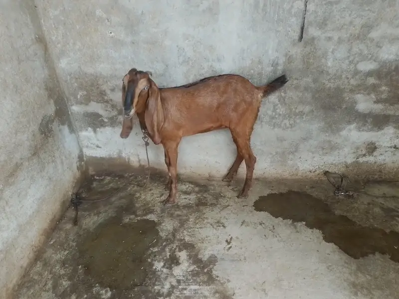 Nagri Dondi Bakri — photo 3