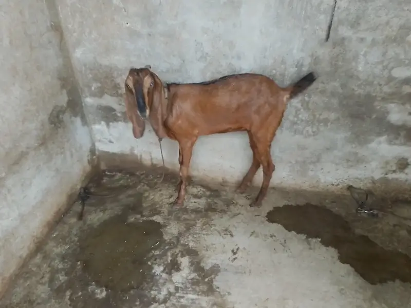 Nagri Dondi Bakri — photo 4