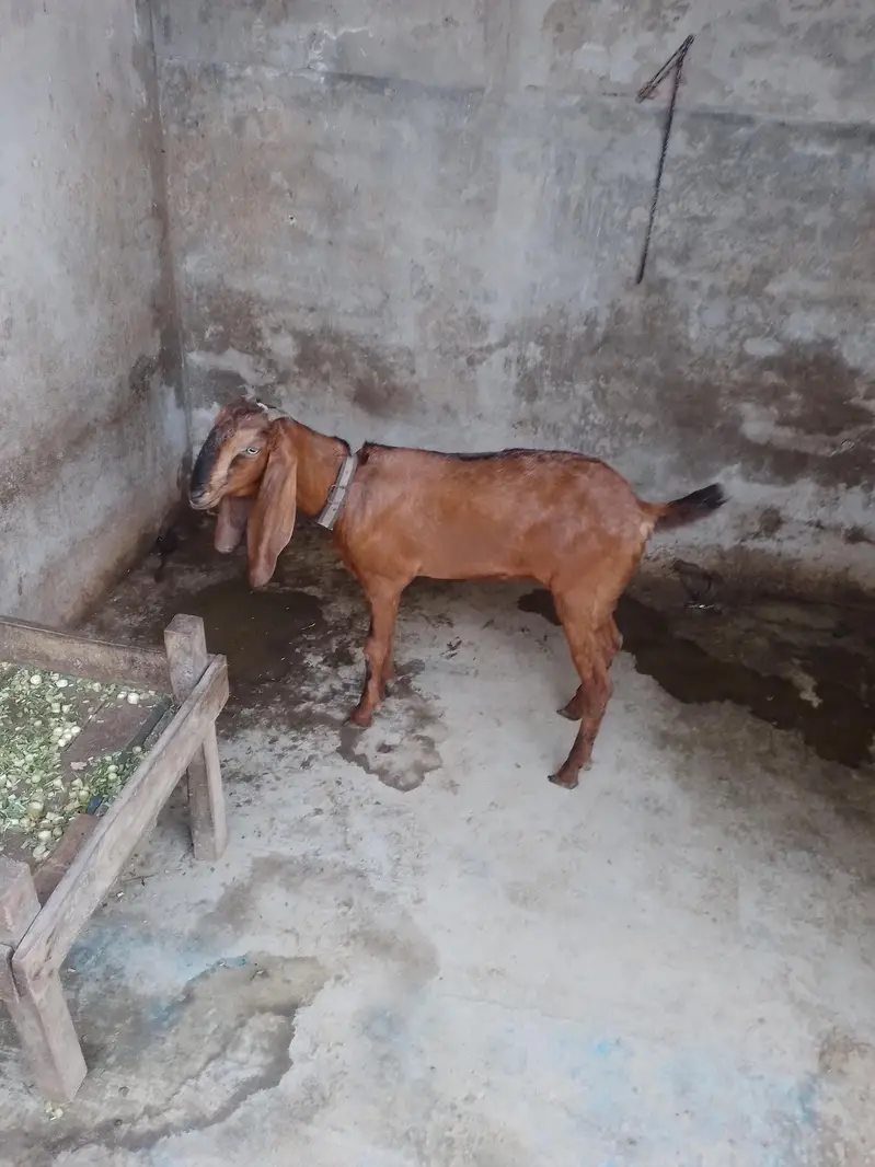 Nagri Dondi Bakri — photo 5