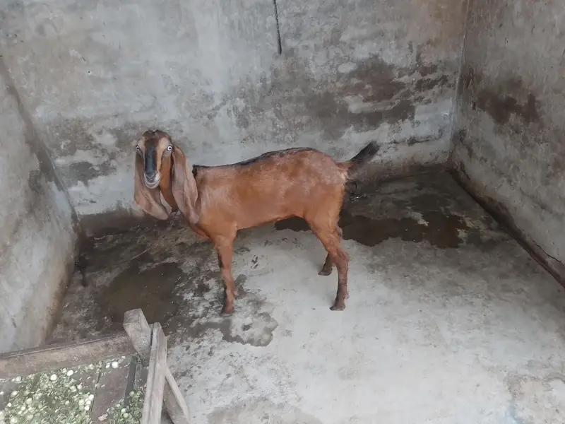 Nagri Dondi Bakri — photo 6