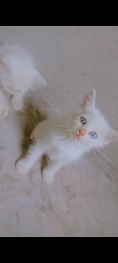parsian, odd eyes, blue eyes, white, grey, black, kittens available ha