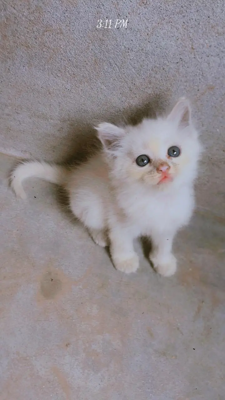 parsian, odd eyes, blue eyes, white, grey, black, kittens available ha — photo 2