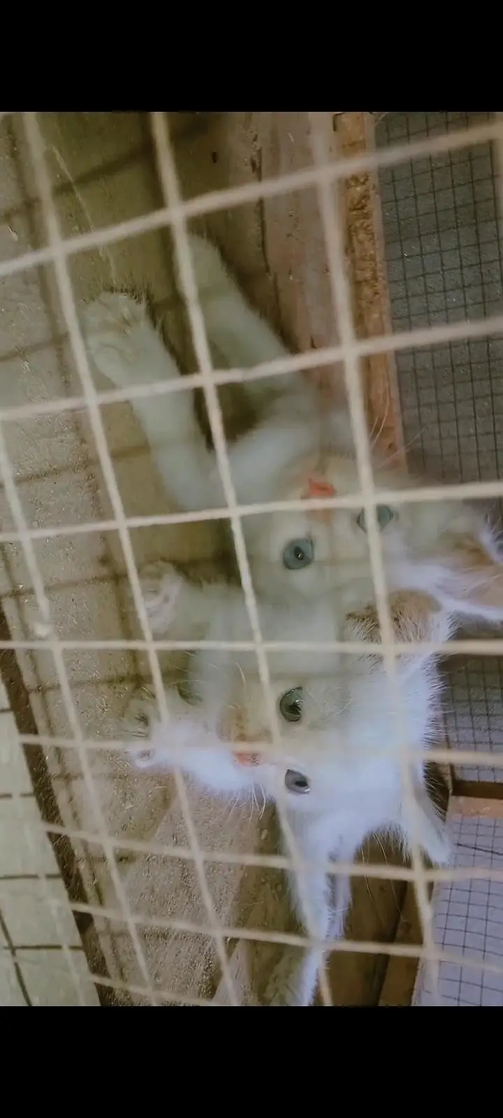 parsian, odd eyes, blue eyes, white, grey, black, kittens available ha — photo 3