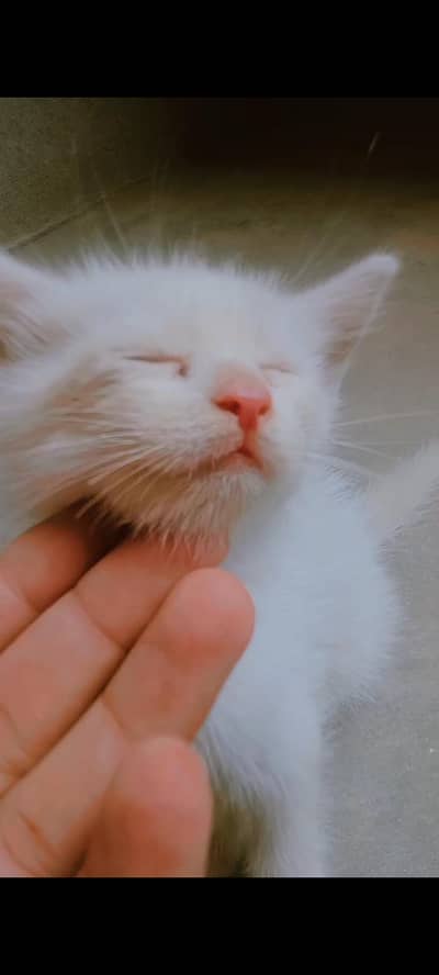 parsian, odd eyes, blue eyes, white, grey, black, kittens available ha