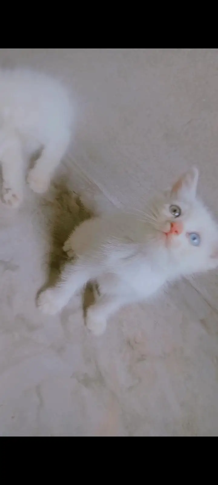 parsian, odd eyes, blue eyes, white, grey, black, kittens available ha — photo 7