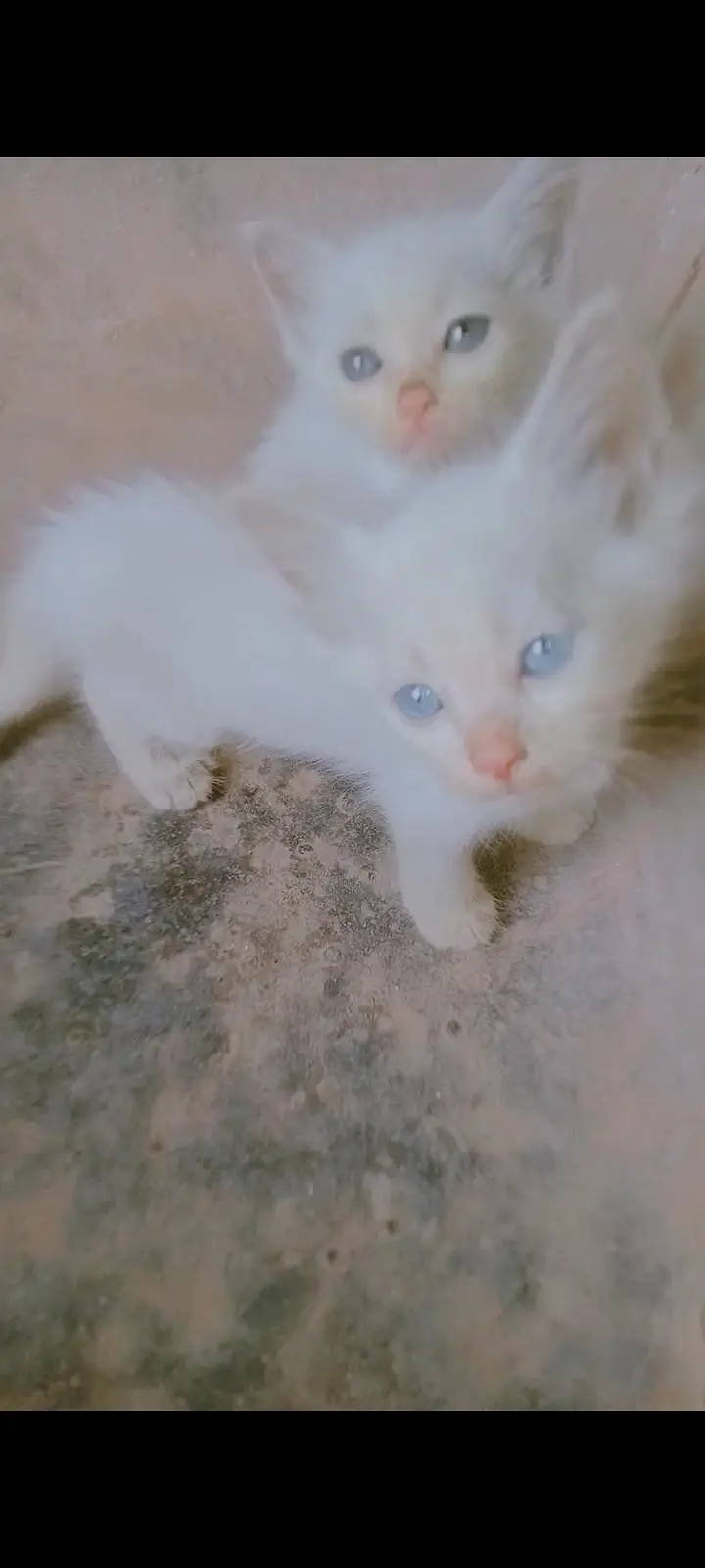 parsian, odd eyes, blue eyes, white, grey, black, kittens available ha — photo 9