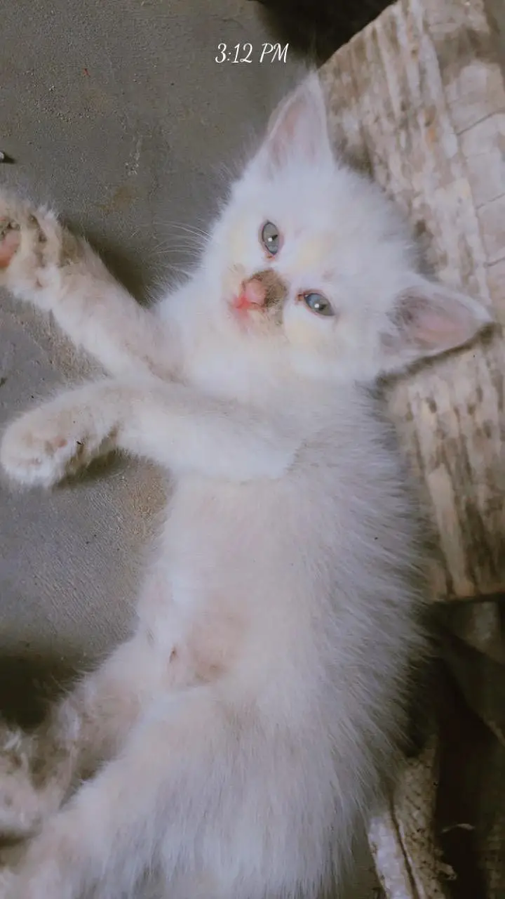 parsian, odd eyes, blue eyes, white, grey, black, kittens available ha — photo 10