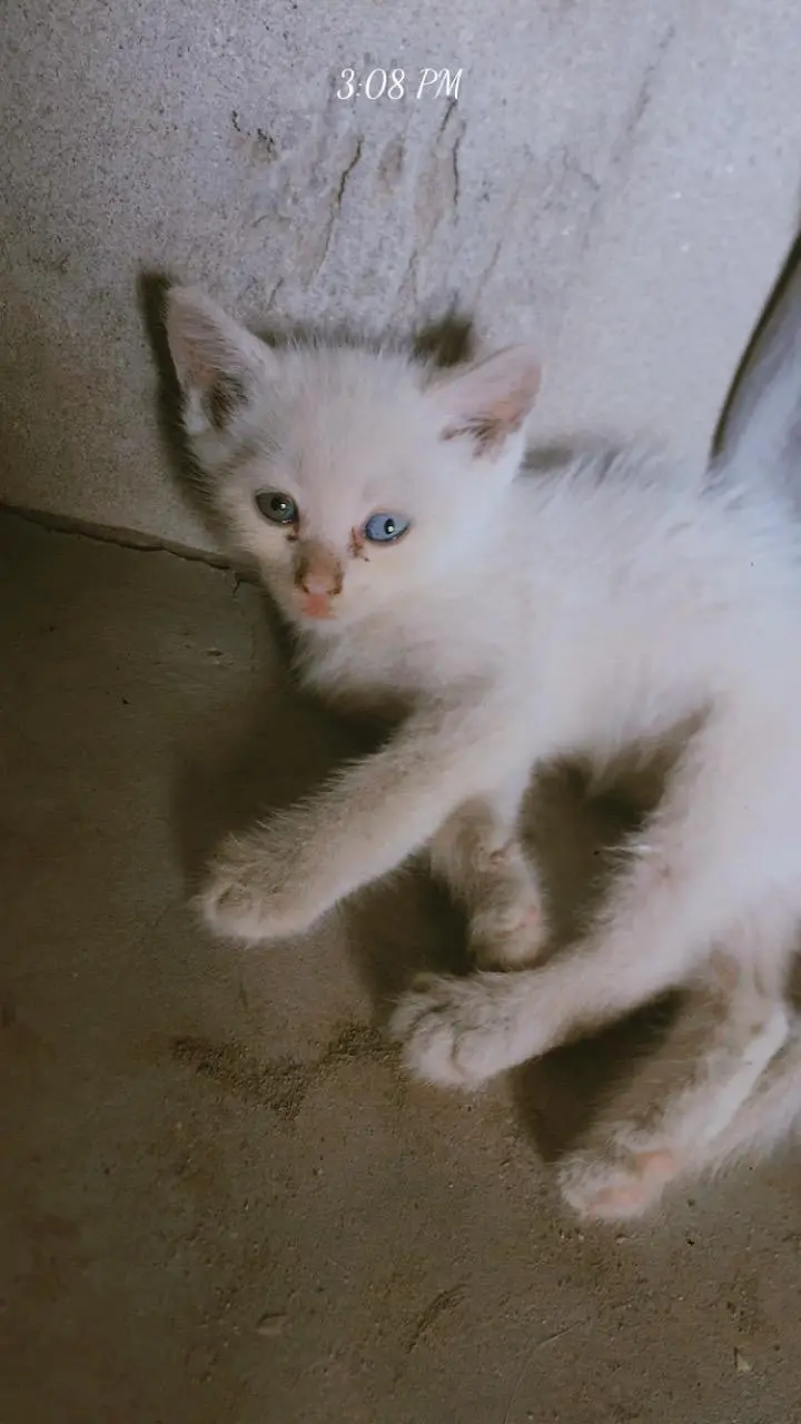 parsian, odd eyes, blue eyes, white, grey, black, kittens available ha — photo 12