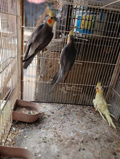 aik cocktail pair 6pair budgies  5 pice jawa