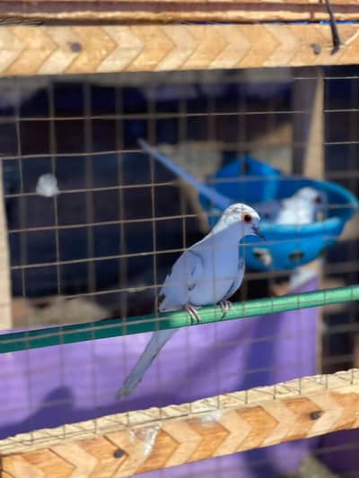 Diamond pide Dove