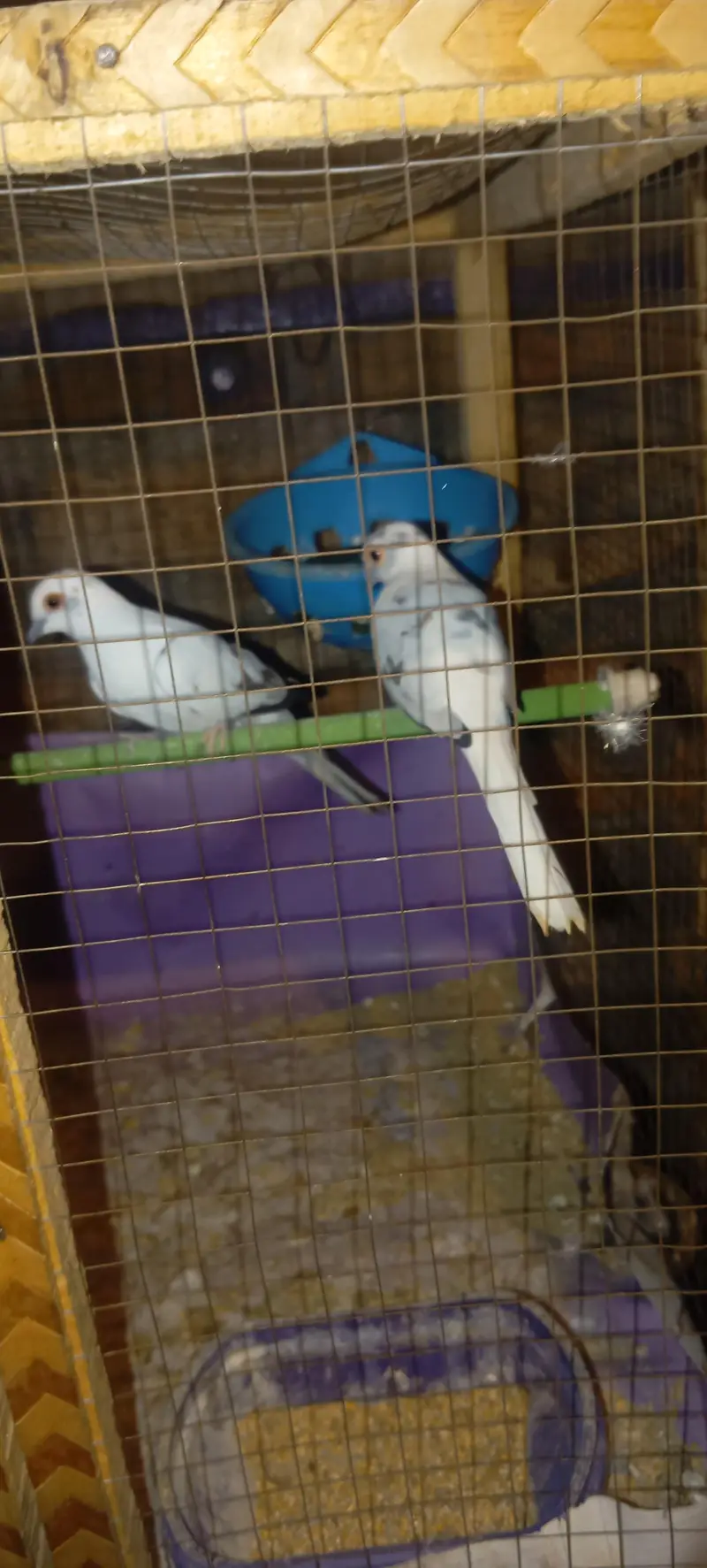 Diamond pide Dove — photo 2