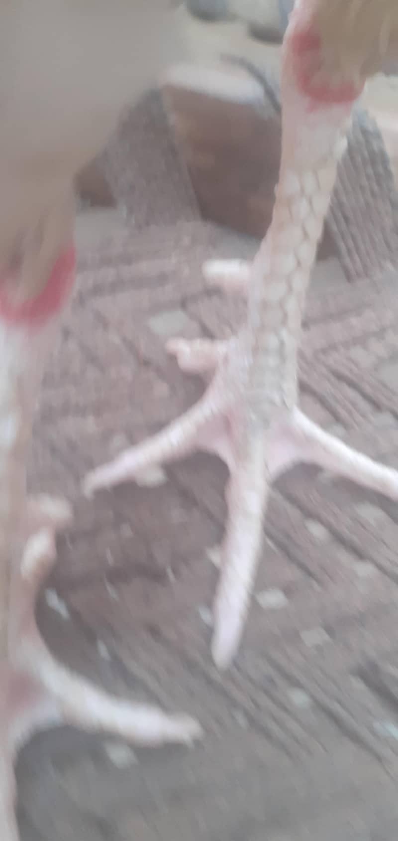 white 4