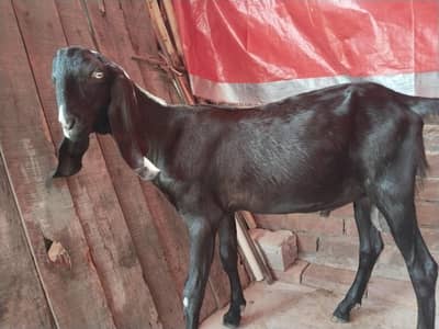 Breeder bkra for sale
