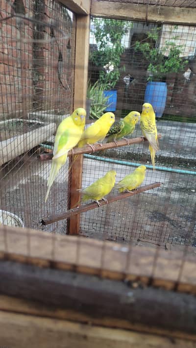 Australian parrot for sale