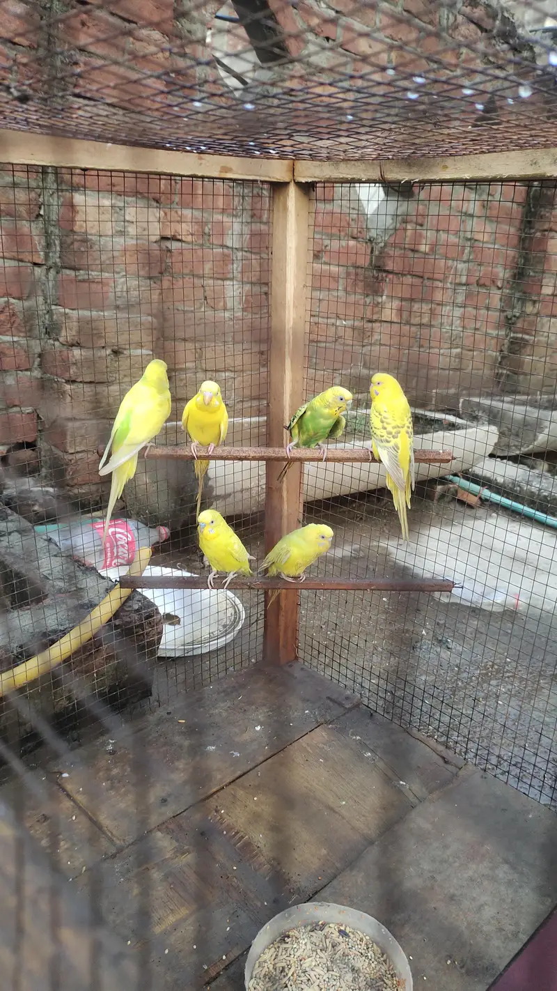 Australian parrot for sale — photo 2
