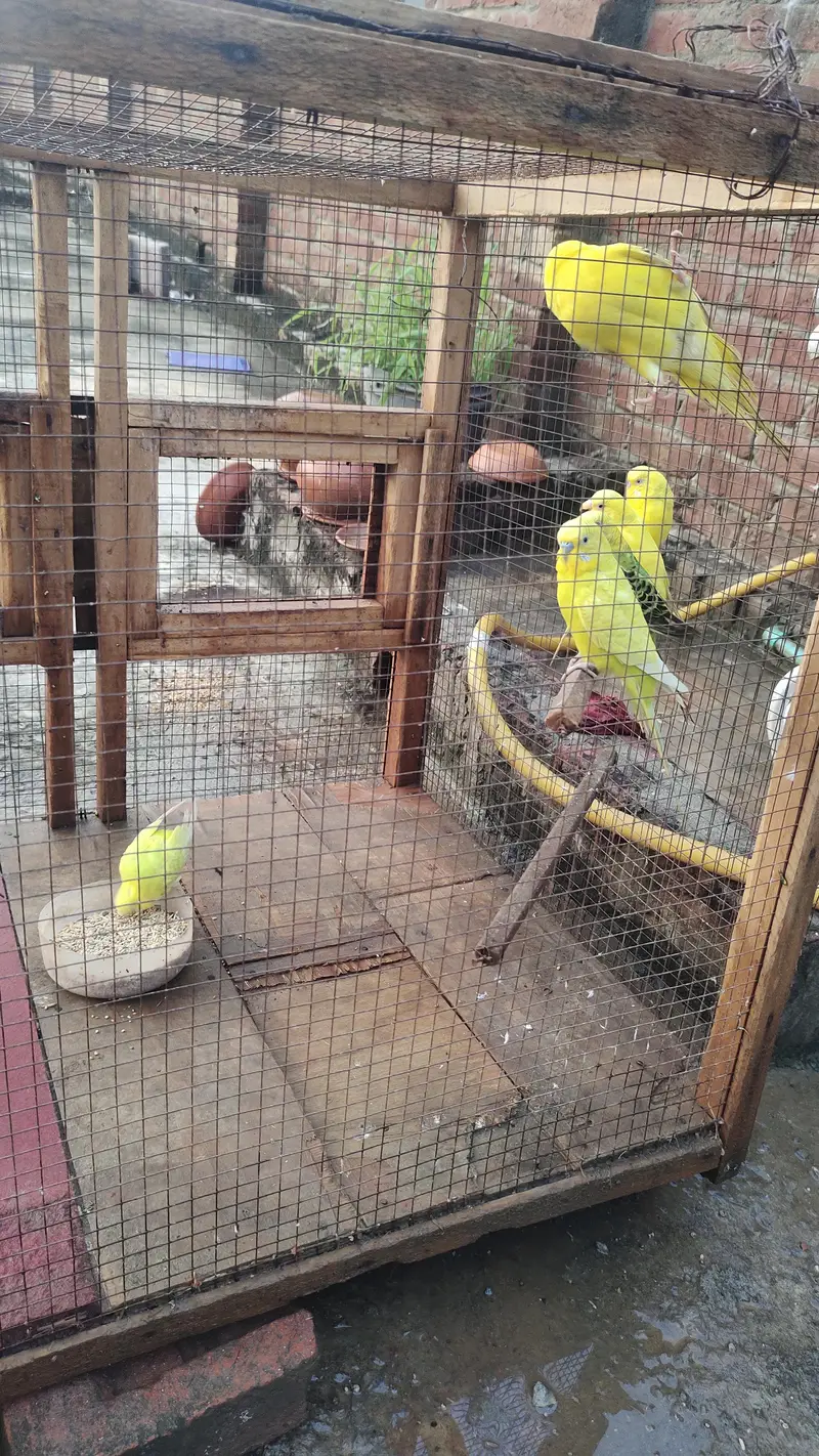 Australian parrot for sale — photo 3