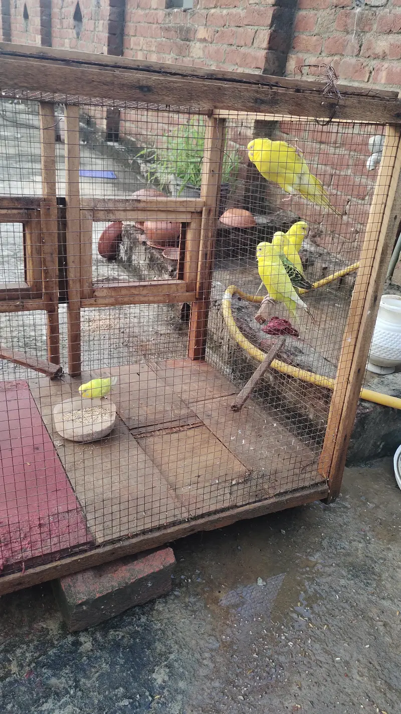 Australian parrot for sale — photo 4