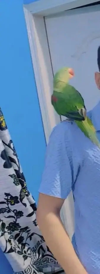 Kashmiri pahari parrot — photo 2