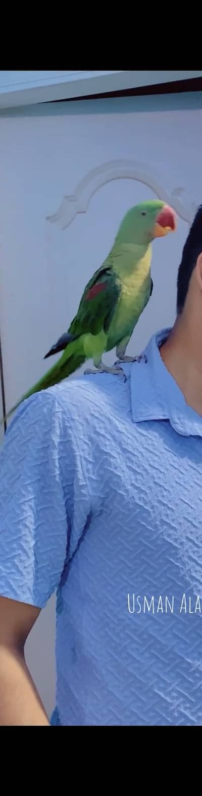 Kashmiri pahari parrot