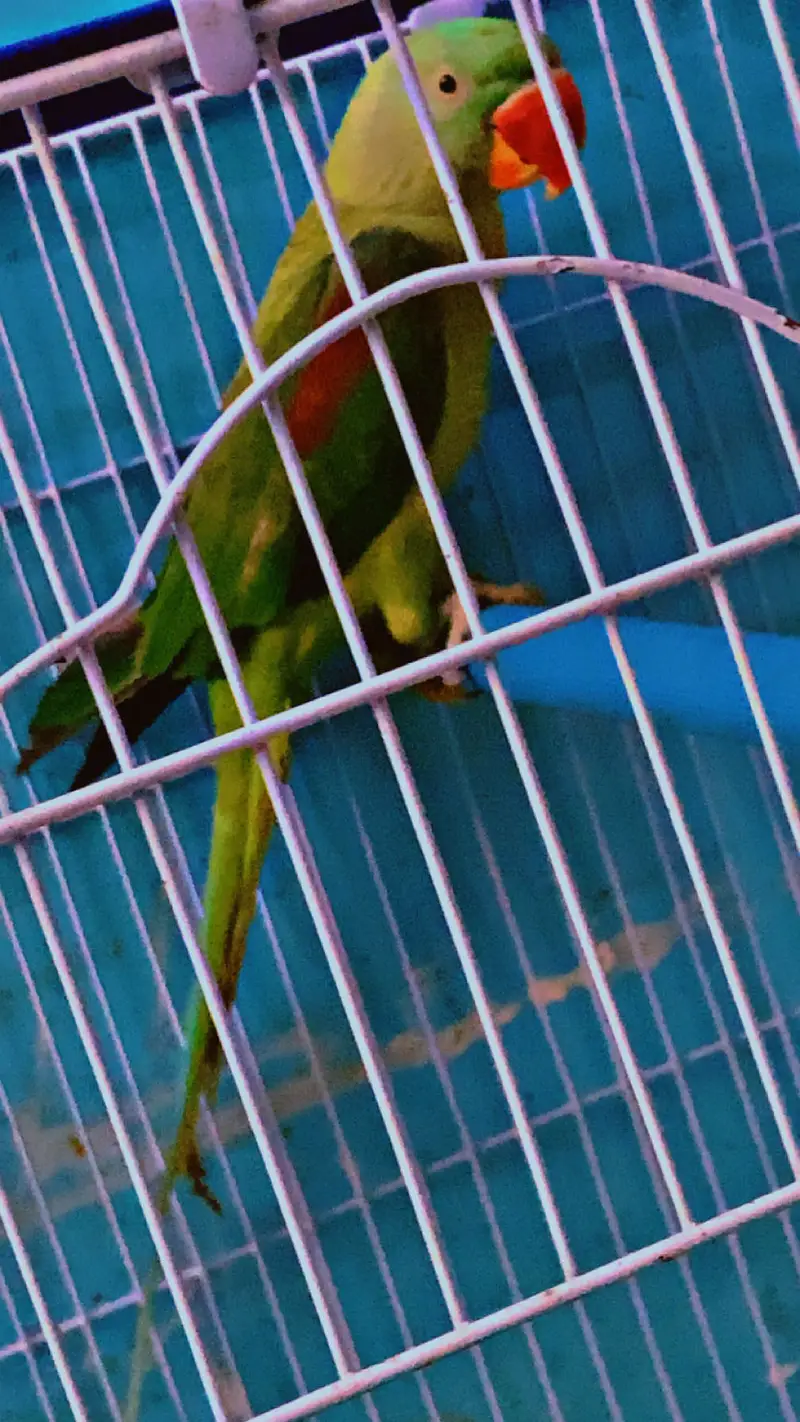 Kashmiri pahari parrot — photo 3