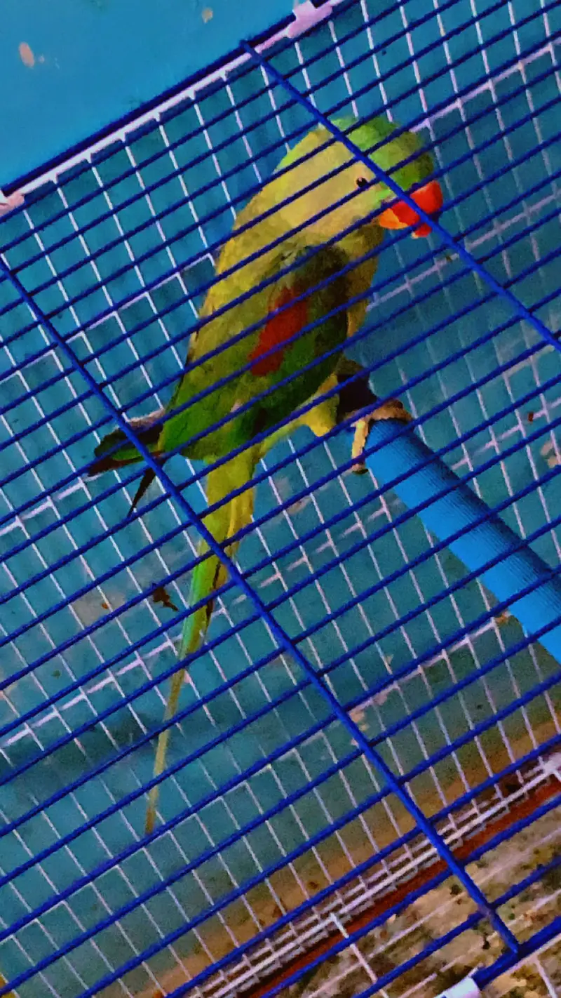 Kashmiri pahari parrot — photo 4