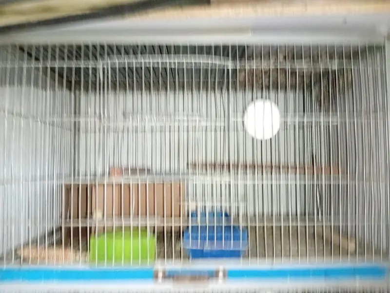 4 positions cage for birds — photo 3