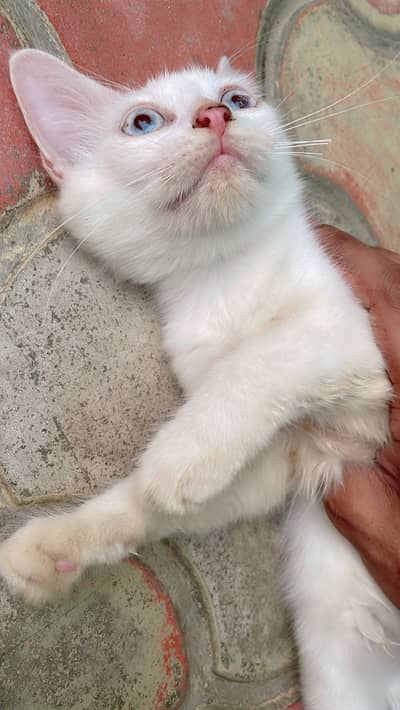 Persian Kittens