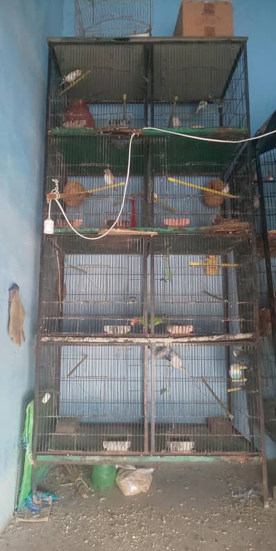 8 Portion Cage with Parrots (free)