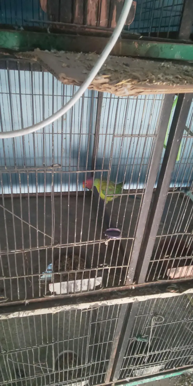 8 Portion Cage with Parrots (free) — photo 2