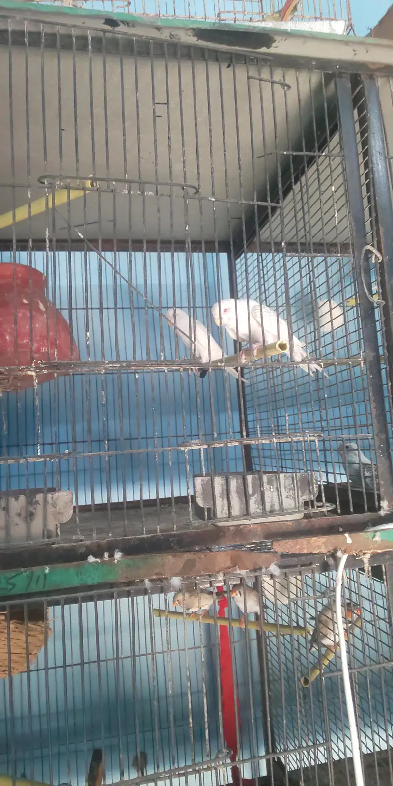 8 Portion Cage with Parrots (free) — photo 3
