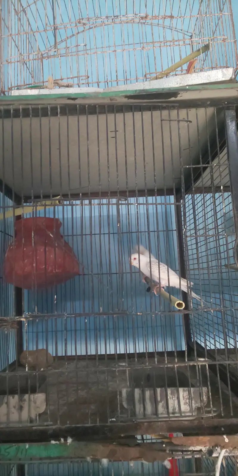 8 Portion Cage with Parrots (free) — photo 4