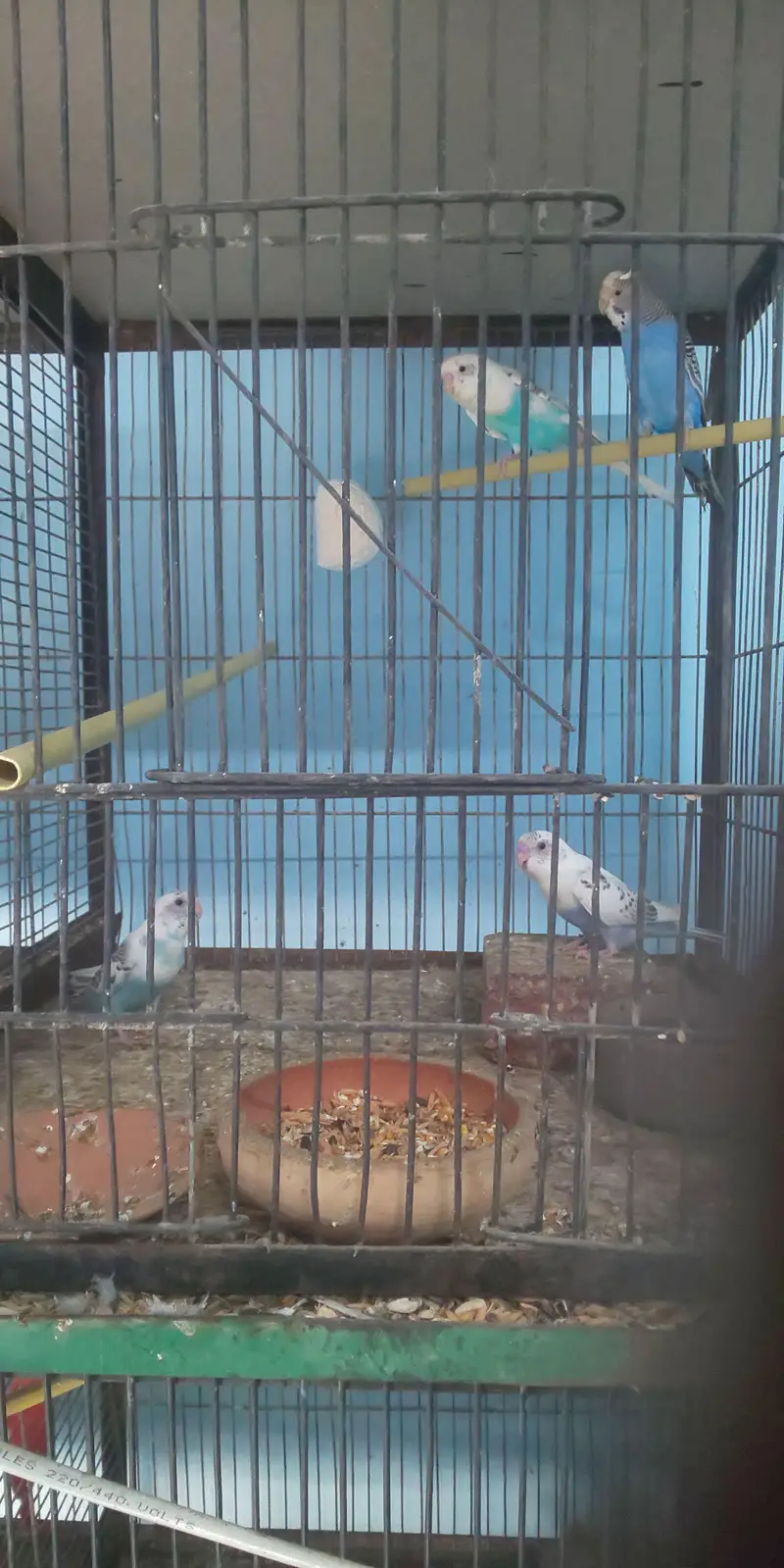 8 Portion Cage with Parrots (free) — photo 5