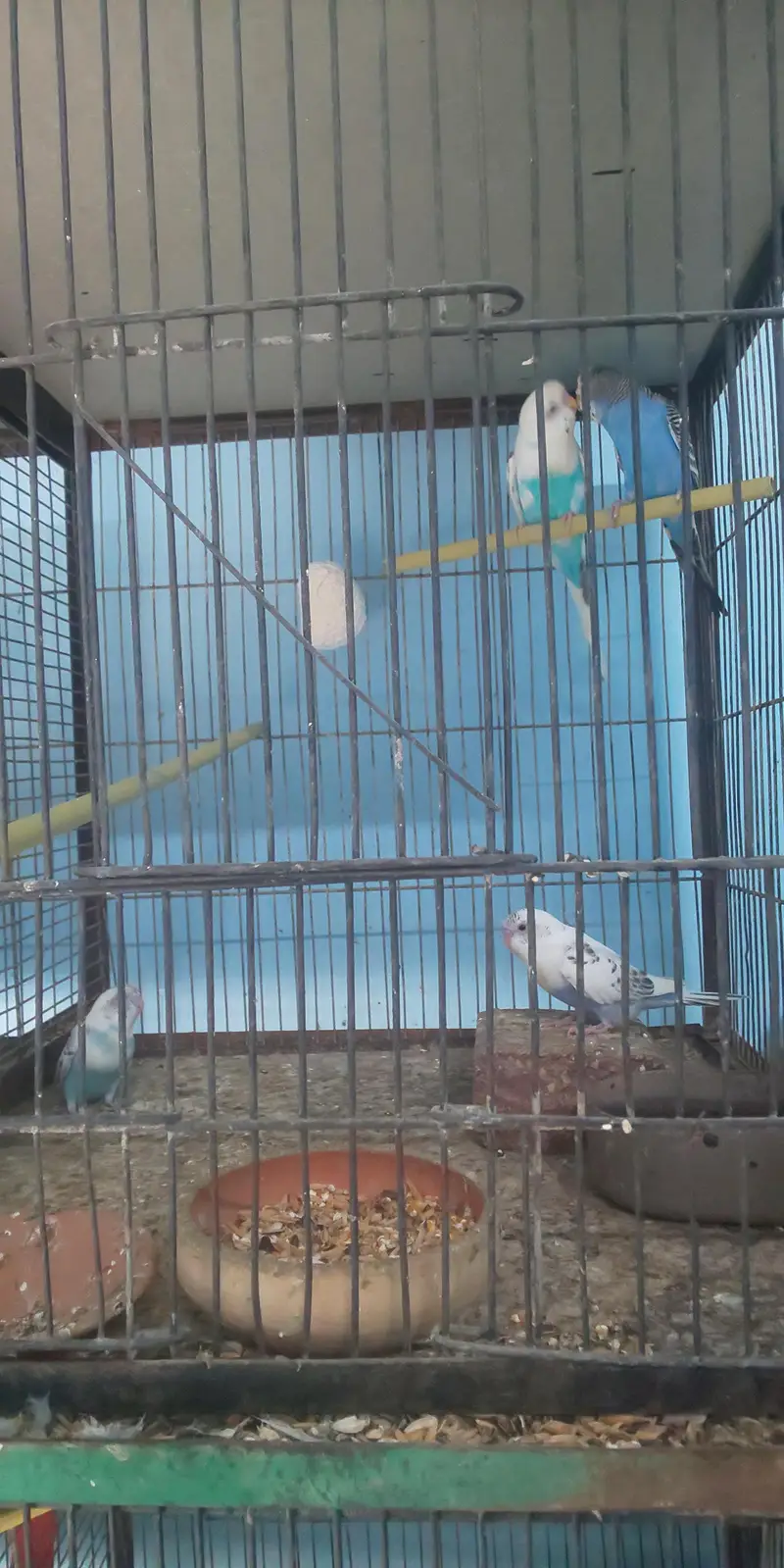 8 Portion Cage with Parrots (free) — photo 6