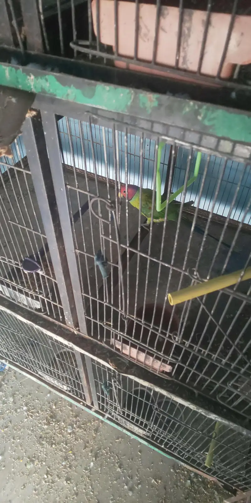 8 Portion Cage with Parrots (free) — photo 7