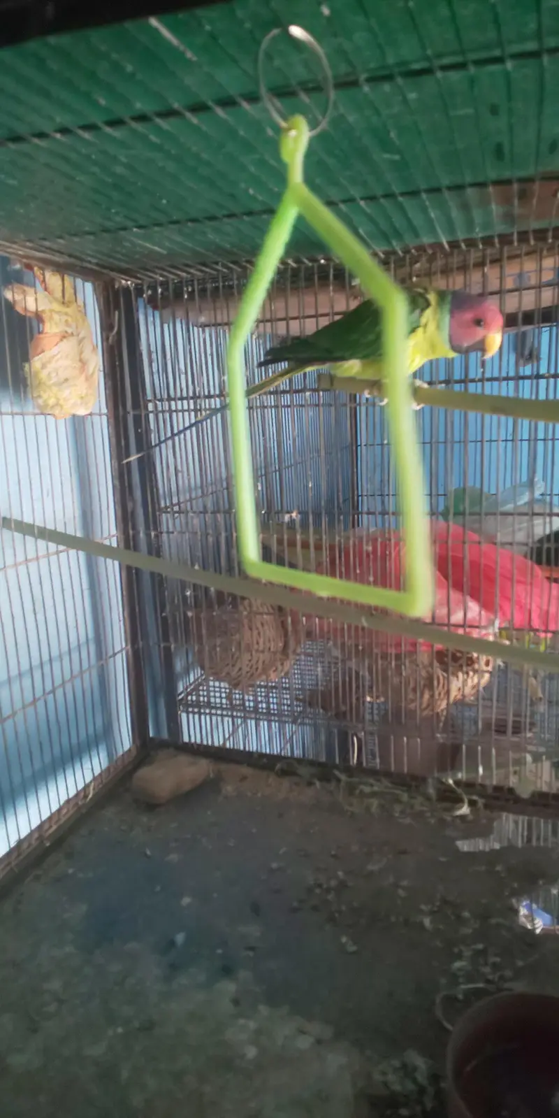8 Portion Cage with Parrots (free) — photo 8