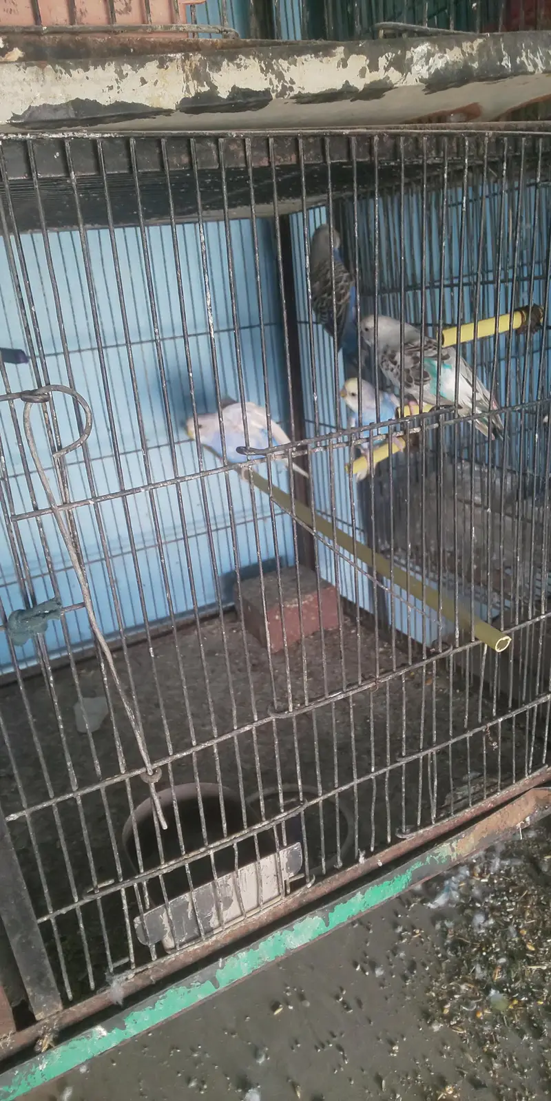 8 Portion Cage with Parrots (free) — photo 9