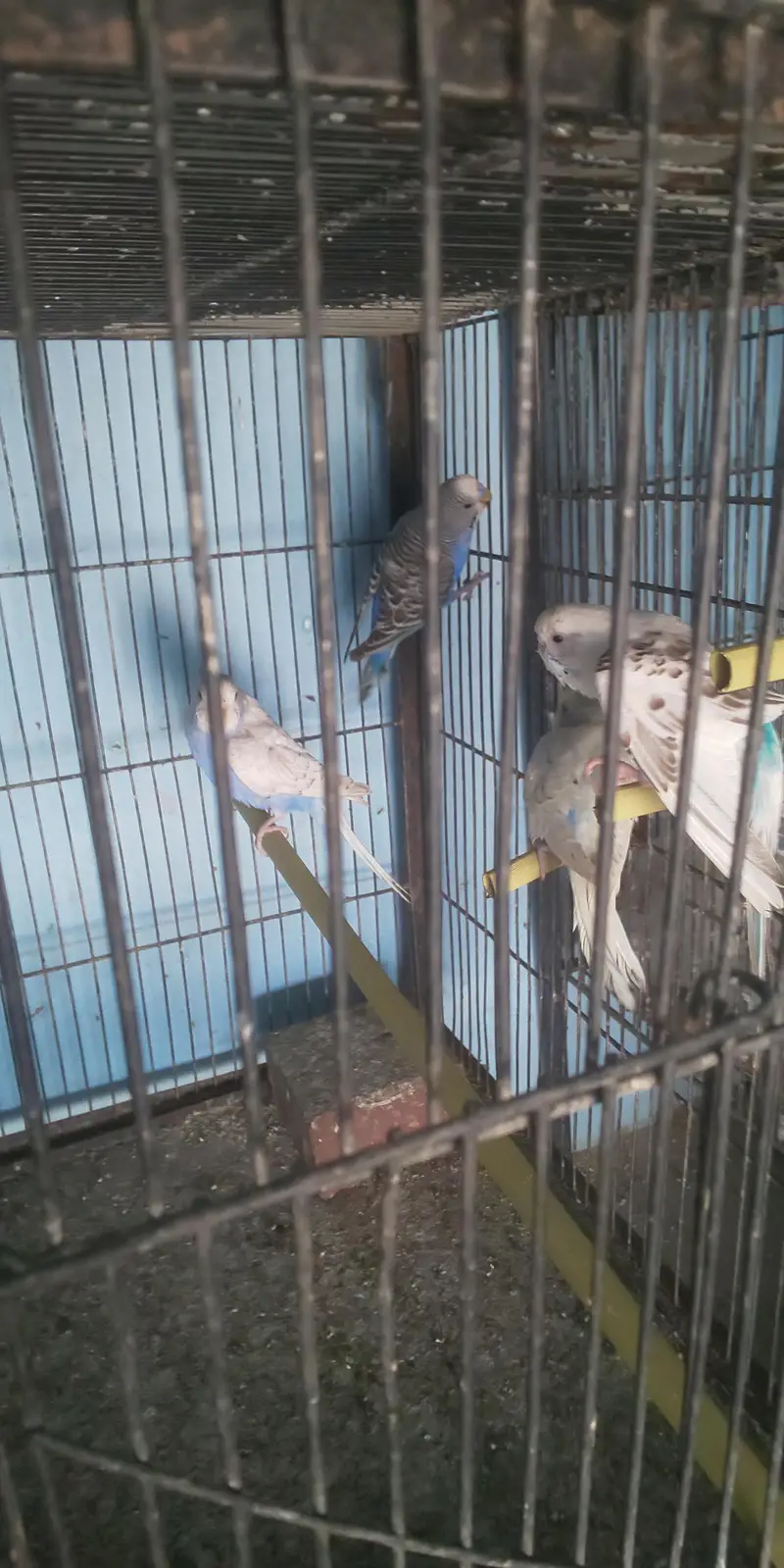 8 Portion Cage with Parrots (free) — photo 10