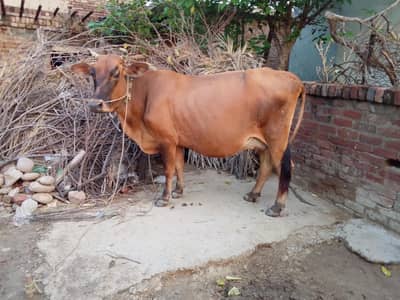 Jurcy cow