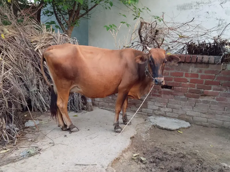 Jurcy cow — photo 2