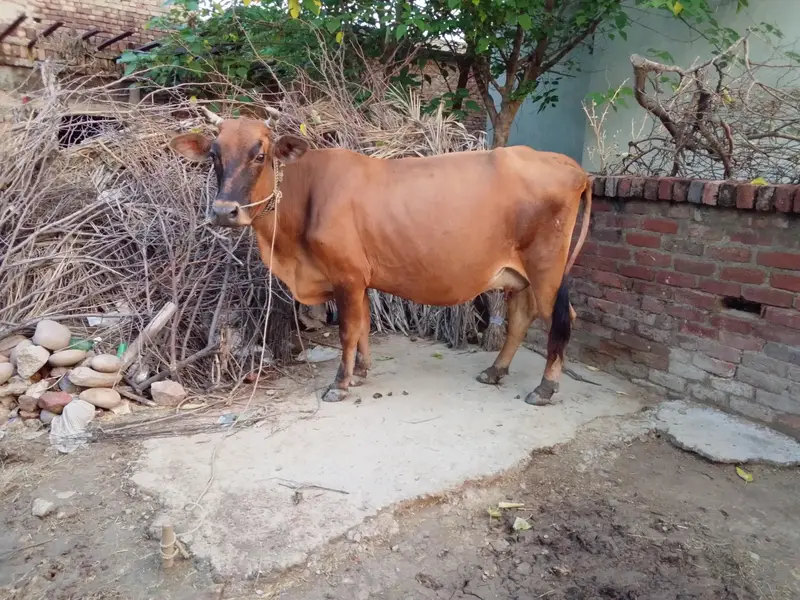 Jurcy cow — photo 3