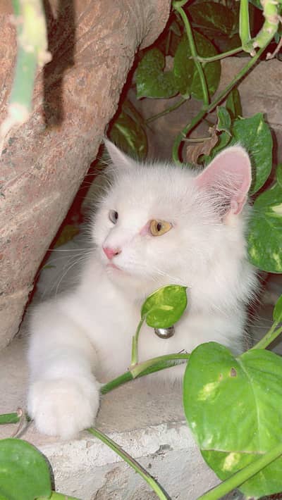 Persian Cat
