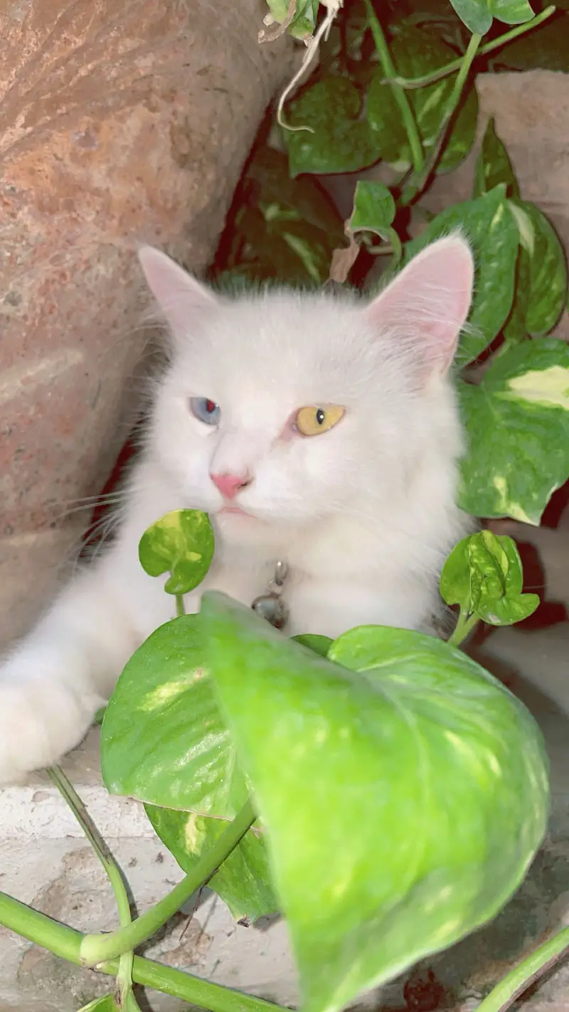Persian Cat — photo 2