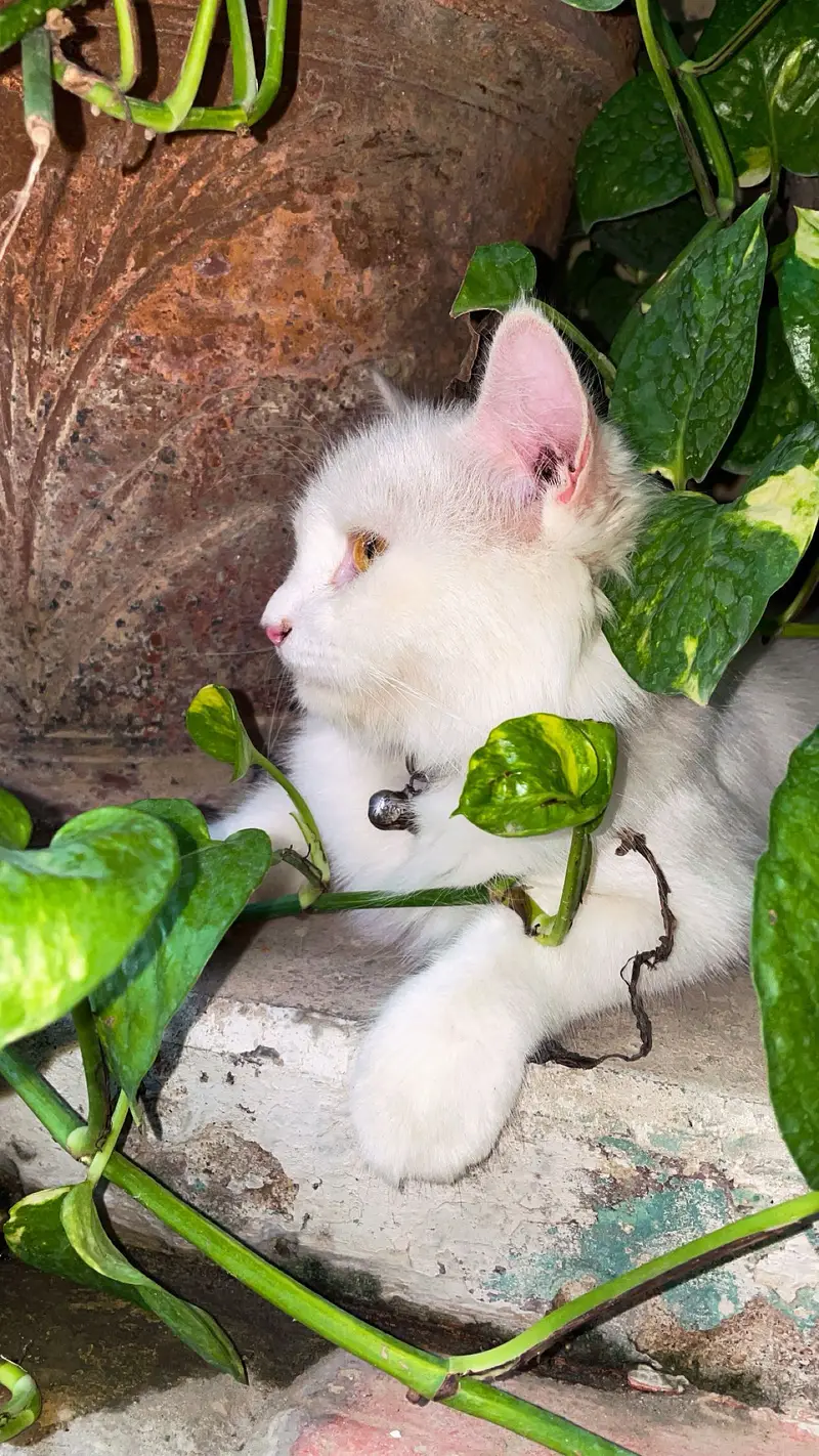 Persian Cat — photo 3
