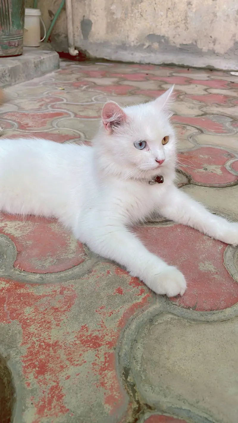 Persian Cat — photo 4