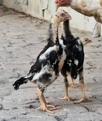 Game Fowl Chicks
