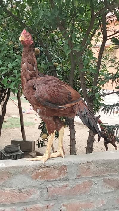Game Fowl Pathy
